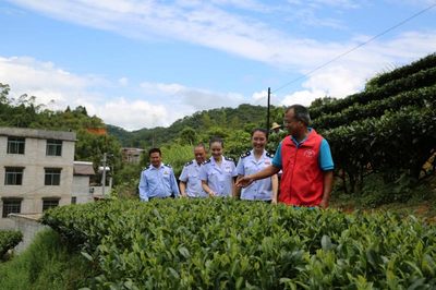 賀州稅務(wù) 稅惠賦能，助力茶香四溢 企業(yè)服務(wù)新篇章